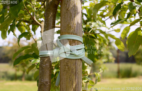 Image of Young tree tied to stake