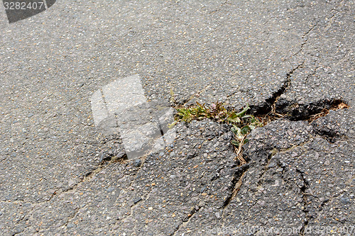 Image of Thistle breaks through tarmac