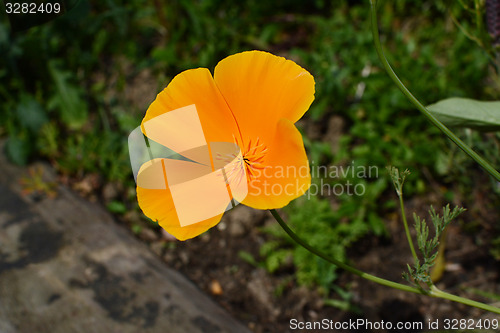 Image of Bright orange Californian poppy 