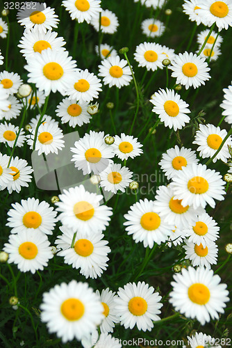 Image of Summer daisies