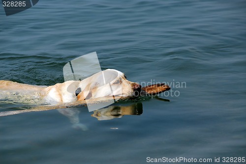 Image of Dog swimming