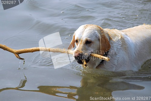 Image of Dog swimming