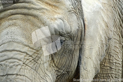 Image of Elephant