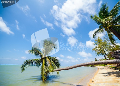 Image of Palm trees at a tropical beach