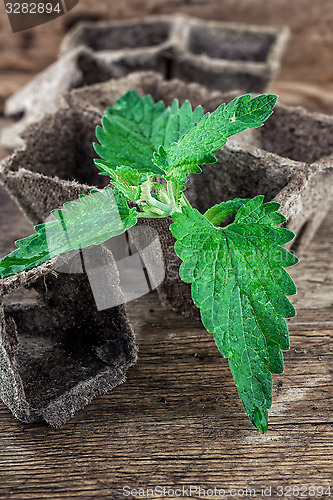 Image of Melissa officinalis herb on wooden table top