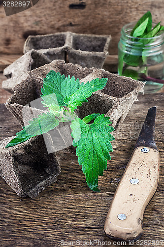 Image of Melissa officinalis herb on wooden table top