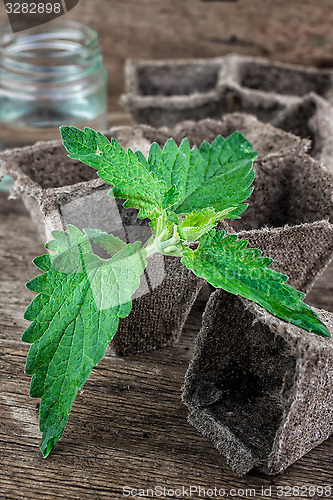 Image of Melissa officinalis herb on wooden table top