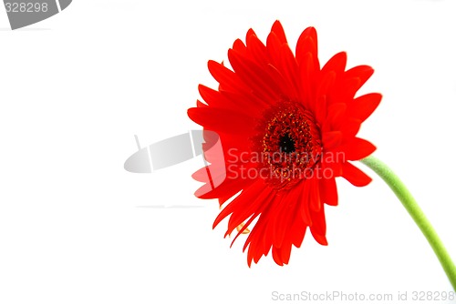Image of Red gerbera flower