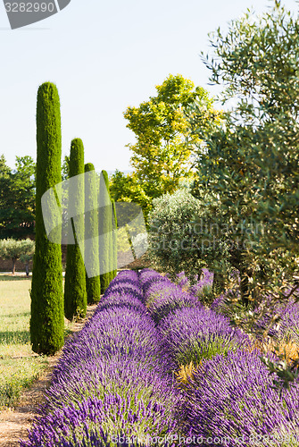 Image of Lavander field