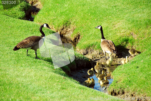 Image of Goose family