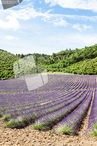 Image of Lavander field