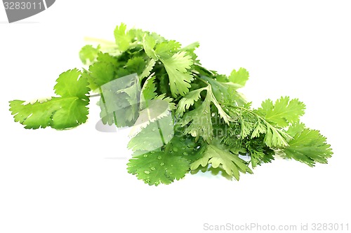 Image of green bunch of coriander