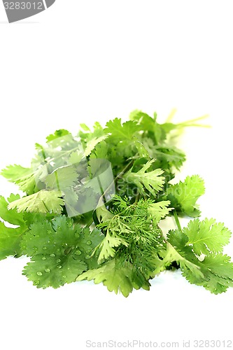 Image of fresh green bunch of coriander