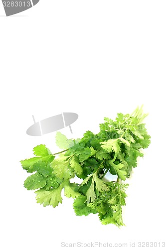 Image of fresh bunch of coriander