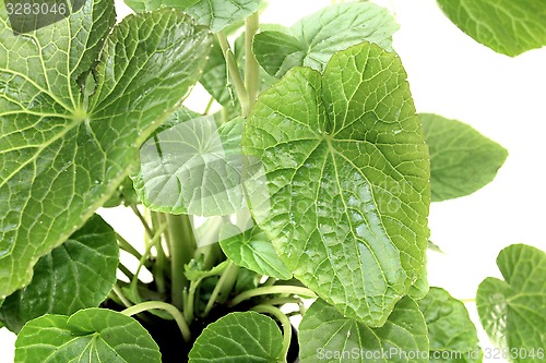 Image of wasabi leaves