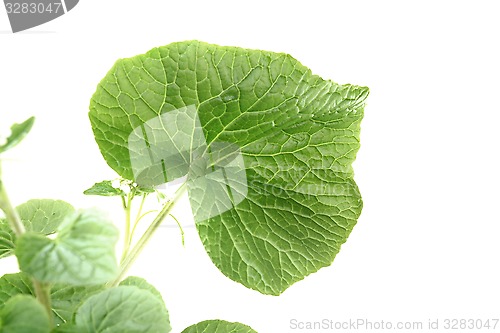 Image of wasabi leaf