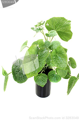 Image of wasabi leaves with blossoms