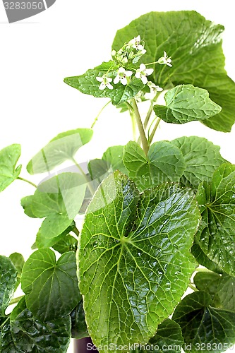 Image of fresh wasabi leaves with blossoms