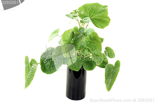 Image of green wasabi leaves with blossoms