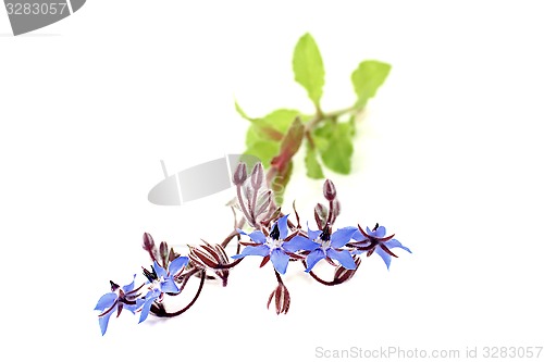 Image of fresh healing blue Borage