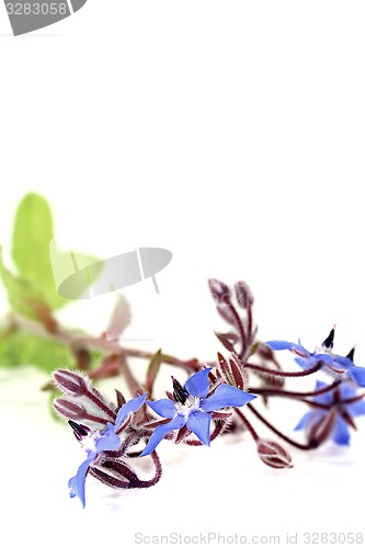 Image of fresh delicious blue Borage