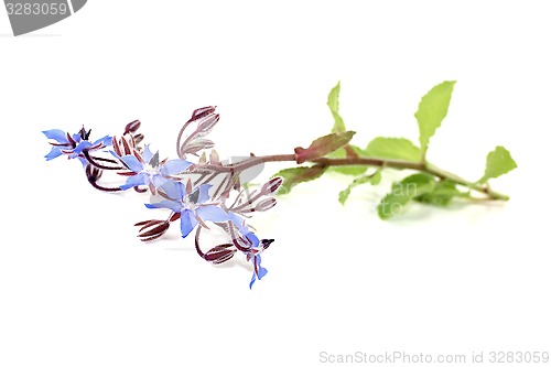 Image of fresh natural Borage