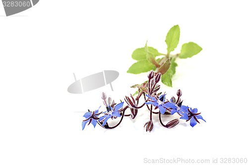 Image of fresh delicious Borage