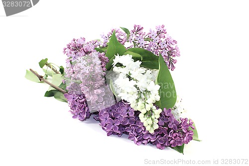 Image of lilac blossoms