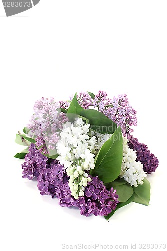 Image of colorful lilac blossoms