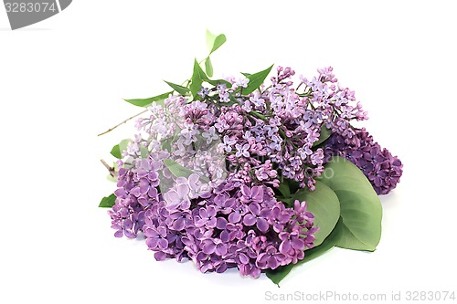 Image of purple lilac blossoms