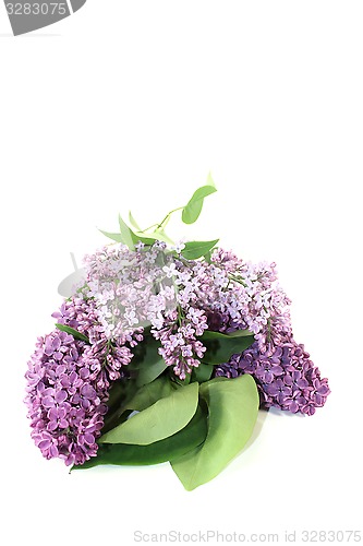 Image of fresh purple lilac blossoms