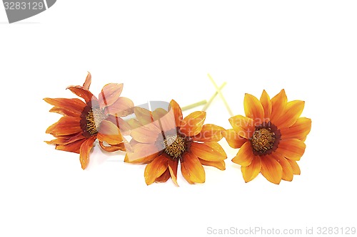 Image of fresh orange and brown midday flower