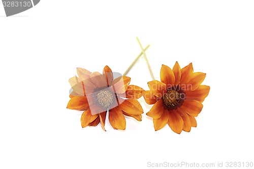 Image of orange and brown midday flower