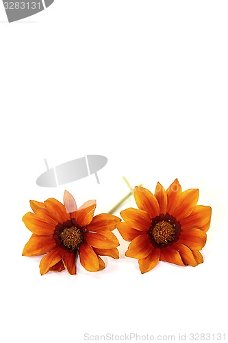 Image of two orange and brown midday flower