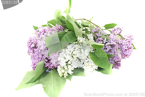 Image of a bouquet of lilac blossoms