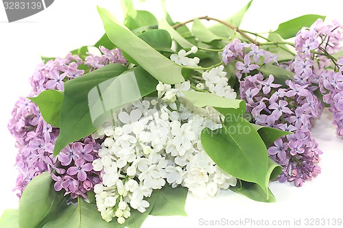 Image of a bouquet of colorful lilac blossoms