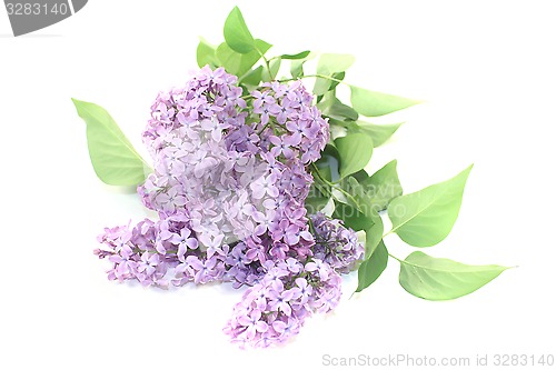 Image of a bouquet of purple lilac blossoms