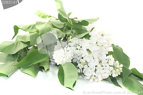 Image of a bouquet of white lilac blossoms