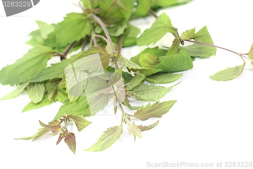 Image of fresh green Mexican dream herb