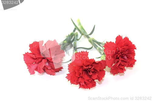 Image of red carnations blossoms