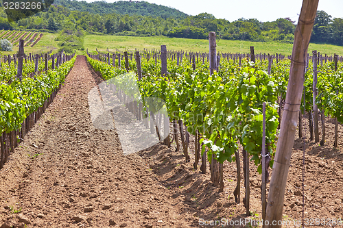 Image of Wineyard