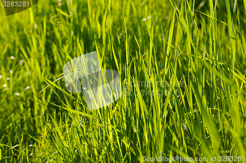 Image of Green Grass