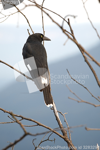 Image of Bird on tree
