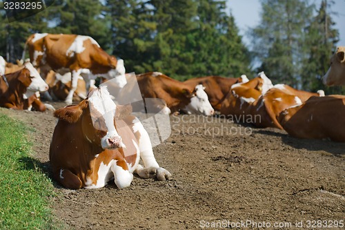 Image of Cows resting