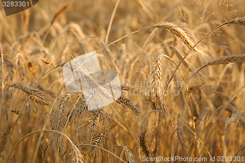 Image of Wheat field