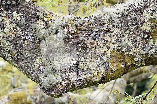 Image of Lichen clinging to tree branch.