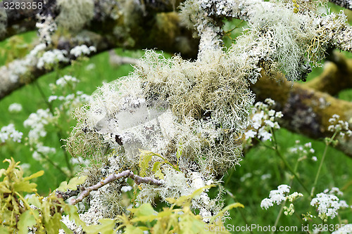 Image of Lichen clinging to tree branch.