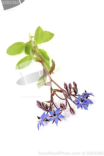 Image of fresh blue Borage