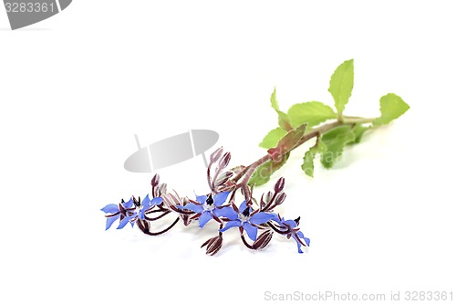 Image of natural blue Borage