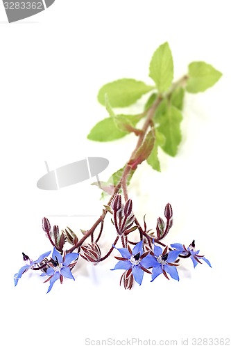 Image of healing blue Borage